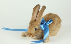 Desktop image. Animals. ID:35064