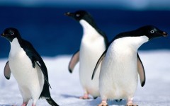 Desktop image. Animals. ID:35065