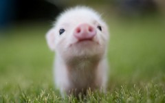 Desktop image. Animals. ID:35066