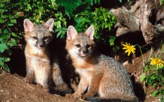 Desktop image. Animals. ID:35067