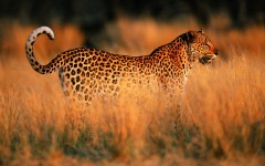 Desktop image. Animals. ID:35069