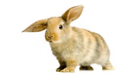 Desktop image. Animals. ID:35070
