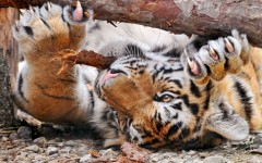 Desktop image. Animals. ID:35071