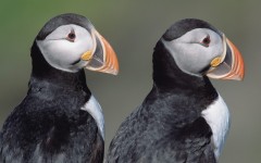 Desktop image. Animals. ID:35074