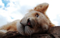 Desktop image. Animals. ID:35078