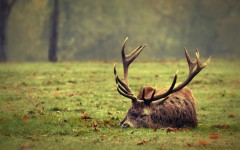 Desktop image. Animals. ID:35079