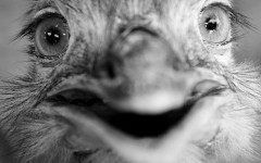 Desktop image. Animals. ID:35080
