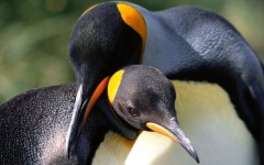 Desktop image. Animals. ID:35081