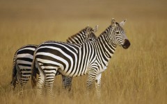 Desktop wallpaper. Animals. ID:35103
