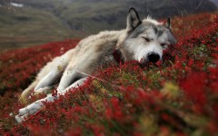 Desktop wallpaper. Animals. ID:52938