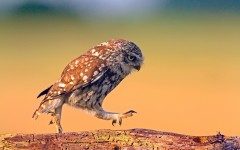 Desktop wallpaper. Animals. ID:51045