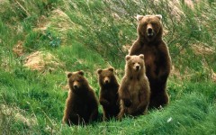 Desktop wallpaper. Animals. ID:35278