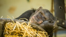 Desktop wallpaper. Animals. ID:99296