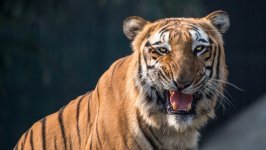 Desktop wallpaper. Animals. ID:99295