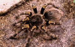 Desktop wallpaper. Animals. ID:99267