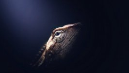 Desktop wallpaper. Animals. ID:99226
