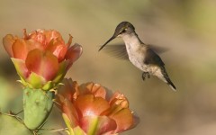 Desktop image. Animals. ID:35357