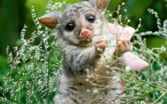Desktop image. Animals. ID:35358
