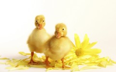Desktop image. Animals. ID:35360