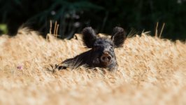 Desktop wallpaper. Animals. ID:99204