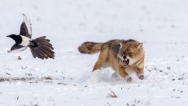 Desktop wallpaper. Animals. ID:98906