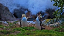Desktop wallpaper. Animals. ID:98933