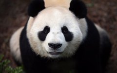 Desktop image. Animals. ID:98226