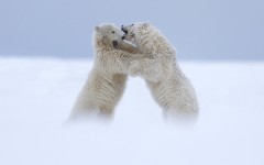 Desktop wallpaper. Animals. ID:53472