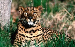 Desktop image. Animals. ID:35415