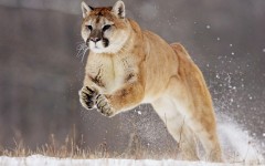 Desktop image. Animals. ID:35416