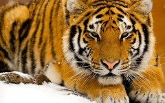 Desktop image. Animals. ID:35417