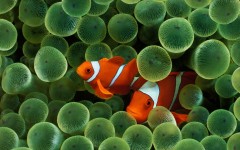 Desktop image. Animals. ID:35419