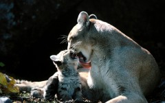 Desktop image. Animals. ID:35420