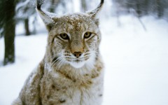 Desktop image. Animals. ID:35422