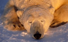 Desktop image. Animals. ID:35424