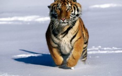 Desktop image. Animals. ID:35425
