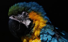 Desktop image. Animals. ID:35427