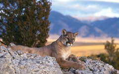Desktop image. Animals. ID:35428