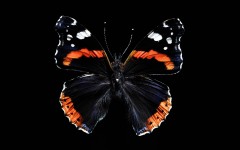Desktop image. Animals. ID:35429