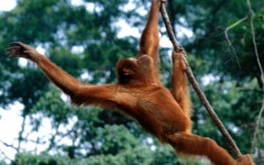 Desktop image. Animals. ID:35430