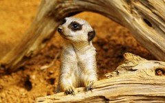 Desktop image. Animals. ID:35431