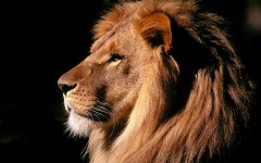 Desktop wallpaper. Animals. ID:35444