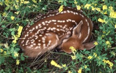 Desktop wallpaper. Animals. ID:35445