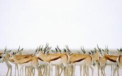 Desktop wallpaper. Animals. ID:35446