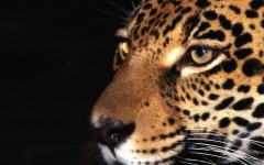 Desktop wallpaper. Animals. ID:35449