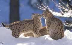 Desktop wallpaper. Animals. ID:35450