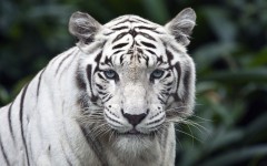 Desktop wallpaper. Animals. ID:35451