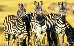Desktop wallpaper. Animals. ID:35452