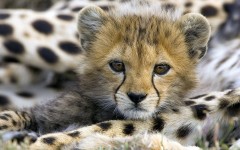 Desktop wallpaper. Animals. ID:35453