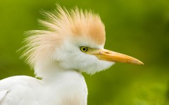 Desktop wallpaper. Animals. ID:35454